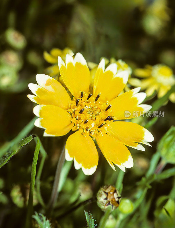 菊花(Layia chrysanthemoides)是菊科开花植物的一种，俗称“光洁花”。它是加州特有的，生活在沿海和内陆山区的几种栖息地中